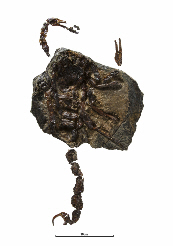 Fossil land scorpion