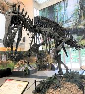 Acrocanthosaurus atokensis