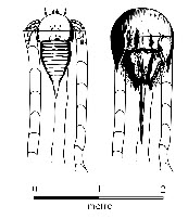 Fossil arthropod compared with modern anolog