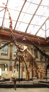Giraffatitan at Berlin Museum