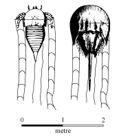 Fossil arthropod compared with modern anolog
