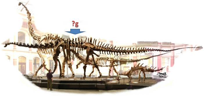 Did dinosaurs live in a reduced gravity?